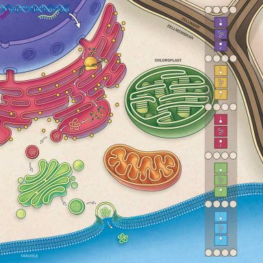 Schematische Darstellung einer Zelle mit Organellen in verschiedenen Farben.