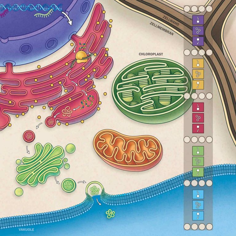 Diagramm einer Zelle mit Organellen, farblich gekennzeichnet und beschriftet.