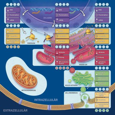 Schematische Darstellung von Zellkomponenten und -prozessen.