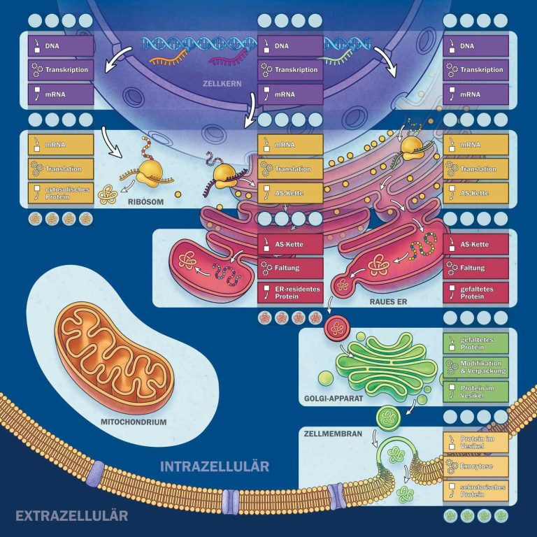 Schematische Darstellung von zellulären Prozessen und Strukturen im Zellinneren.
